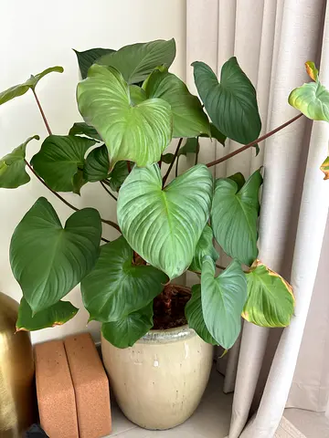 Queen of Hearts Plant
