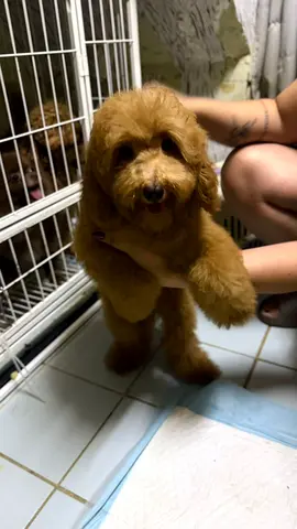 Adorable small apricot Poodle puppy, friendly and playful