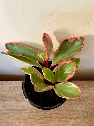 Pepperomia
