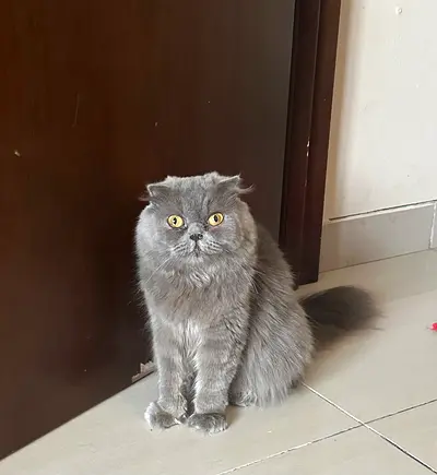 beautiful healthy and beautiful Scottish long female cat