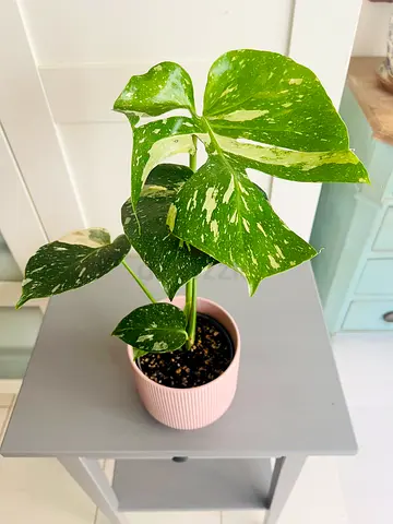 Variegated Monstera (Splendid Variegata) in Pot - Healthy Houseplant