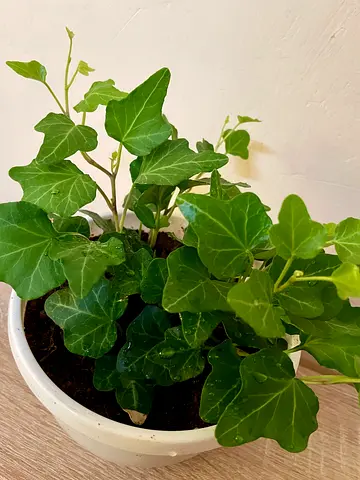 English Ivy