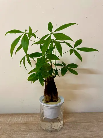 Money Tree (water plant)