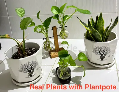 Plants with Plant Pots all in AED 250