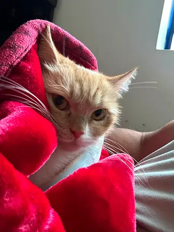 Female cat for adoption