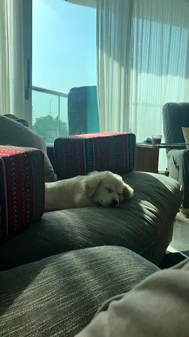 Small friendly dog looking for a new home - calm indoor pup
