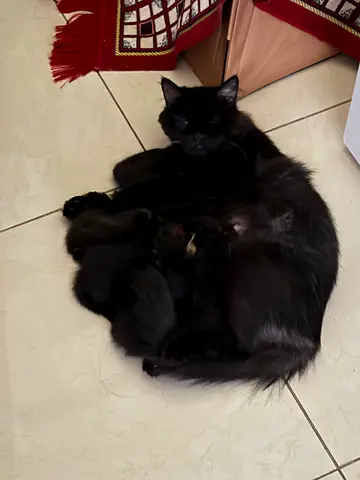 Cat for adoption