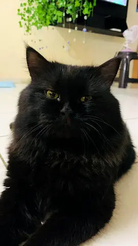 Adorable, got character. Very friendly