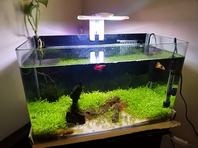 Planted aquarium with LED light and filter, heater 50x46x30 cm