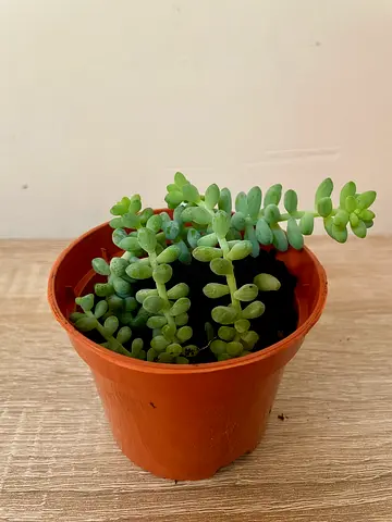 Burro's Tail - succulent (tiny)