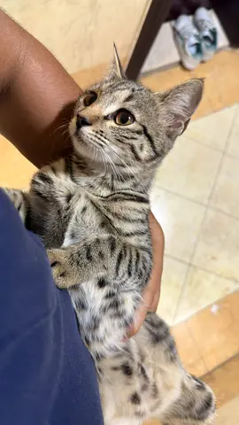 Friendly tabby kitten for free adoption
