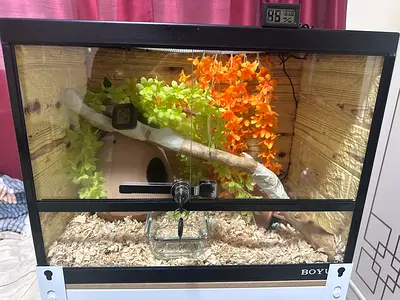 Reptile terrarium / enclosure / Cage