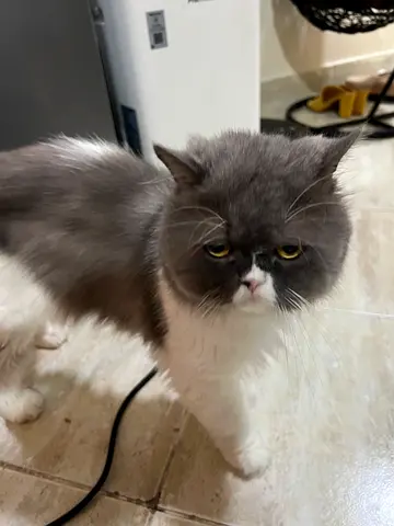 Beautiful Grey White Angola Cat and Brown Short hair British cat male and female couple