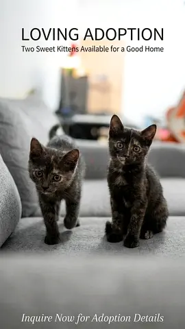 Pair of kittens for free, Don't pay anything, take all its belongings including vaccination card
