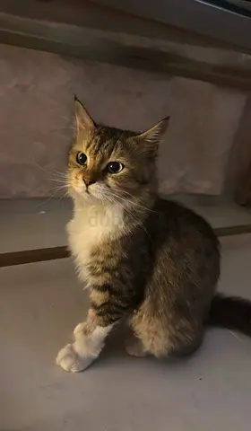 Pet for adoption