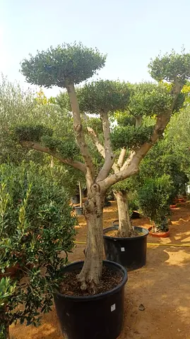 Large Topiary Olive Tree in Pot - Mature Garden Feature