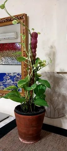 Money plant