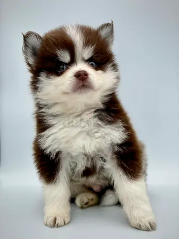 Pomsky puppies