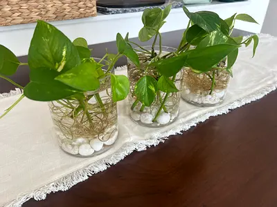 Money plant (Pothos) in Glass Vases with Decorative Stones