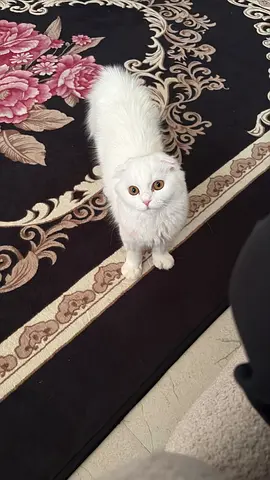 Female Scottish fold cat