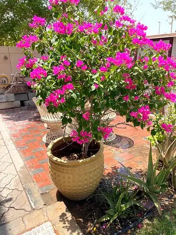 Bougainvillea Plant with Big Ceramic Pot
