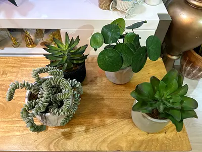 Set of 4 artificial Indoor Potted Succulents and Faux Plants in Ceramic pots