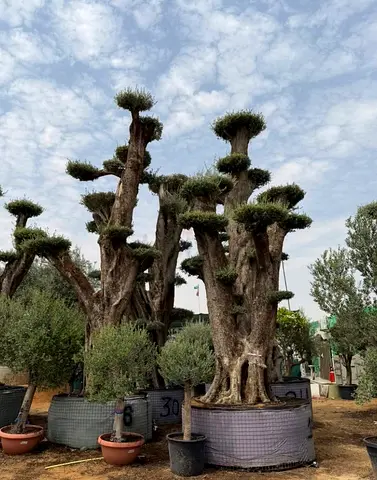 Big olive trees we have all kinds off plants in doors and outdoor