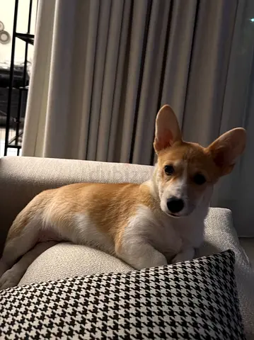 7MO Female Corgi puppy for adoption - experienced dog owners only, No dog Sellers