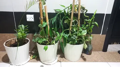 Natural planters