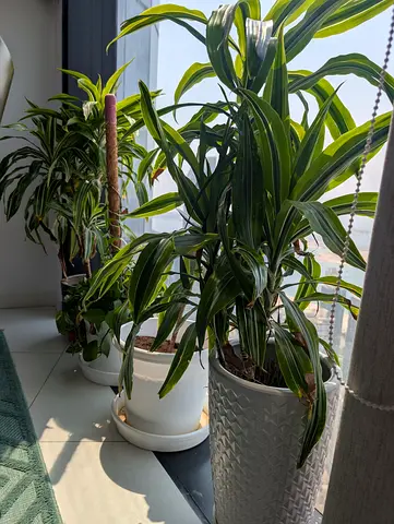 5 healthy indoor plants in decorative pots