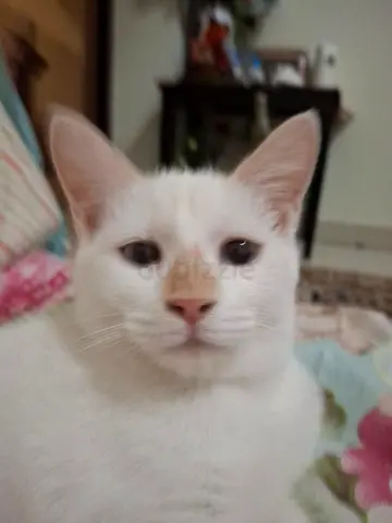 Little vanilla wants a sweet loving home❤️