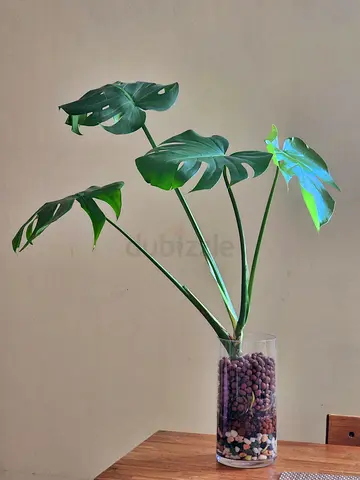 Indoor plant Monstera Deliciosa (Swiss cheese plant) in Glass Vase