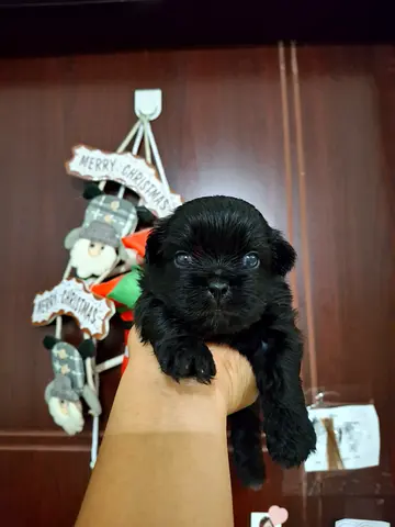 dog