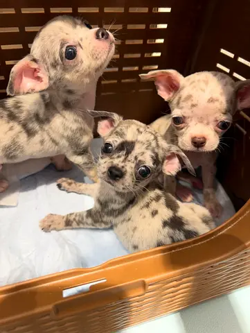 Shortair chihuahua Puppies