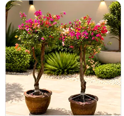 potted bougainvillea tree- flowering topiary, ready for garden or patio