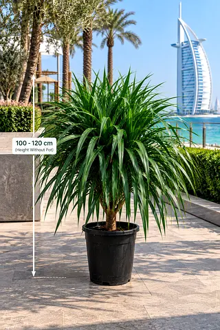 Plants