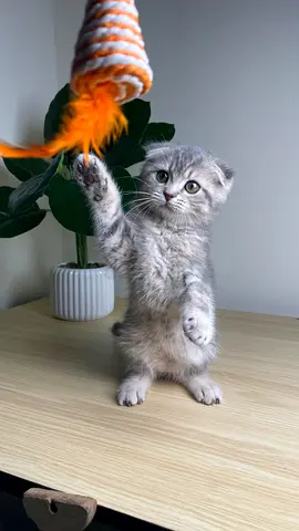 Scottish fold and astret