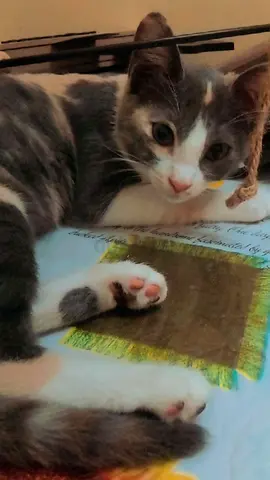 Cat for free adoption