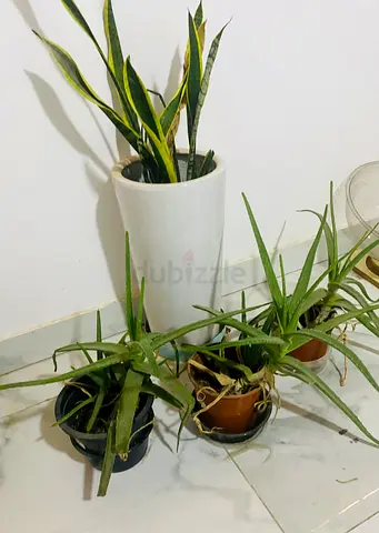 Snake plant and aloe vera indoor plant bundle with tall ceramic pot