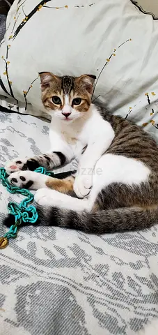 Young male Scottish tabby cat available for adoption — friendly and playful