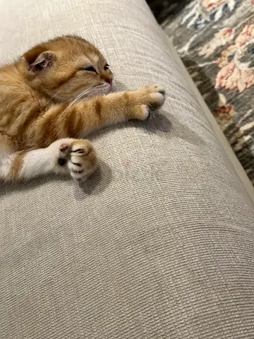 Friendly ginger kitten looking for a home - 14 weeks