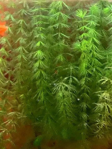 Aquarium Plant for Sale