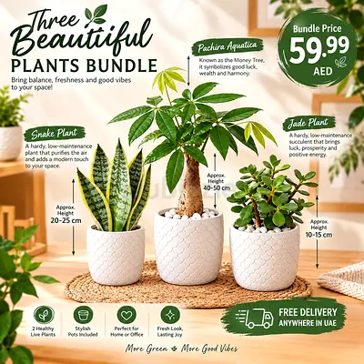 3-Plant Green Harmony Bundle | Pachira Money Tree + Jade Plant + Snake Plant | Pots Included
