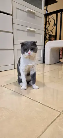 Scottish Fold Mix Breed Cat for Adoption