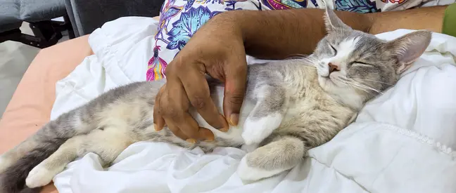 Super affectionate young cat for adoption