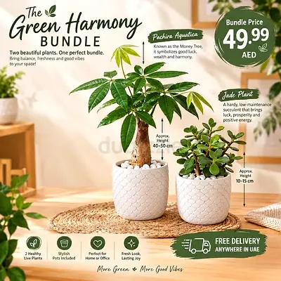 The Green Harmony Bundle (Jade Plant and Pachira Aquatica)