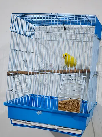 Canary Male singing for adoption with Cage