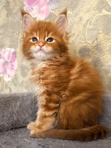MAINE $%&! KITTENS – MALE & FEMALE AVAILABLE