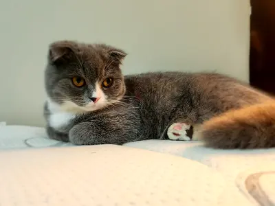 Cat for  free adoption