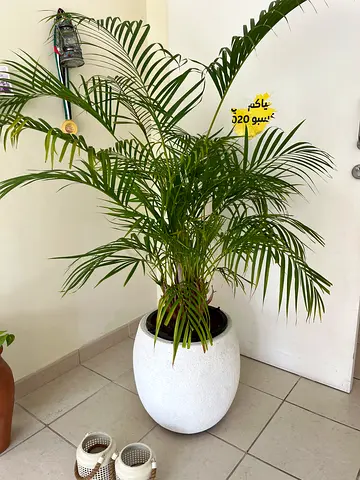 Real Areca palm plant with white pot